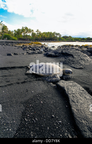 La tortue imbriquée, Punaluu Black Sand Beach, île d'Hawaï Banque D'Images