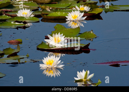 Nénuphar odorant (Nymphaea odorata) sur le lac Caddo, Texas. Banque D'Images