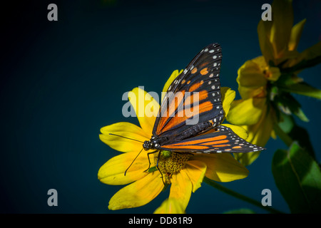 Papillon monarque reposant sur fleur jaune Banque D'Images