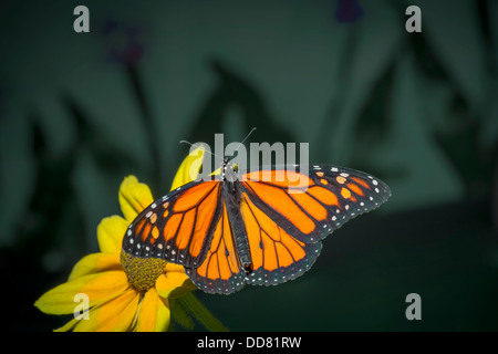 Papillon monarque reposant sur fleur jaune Banque D'Images