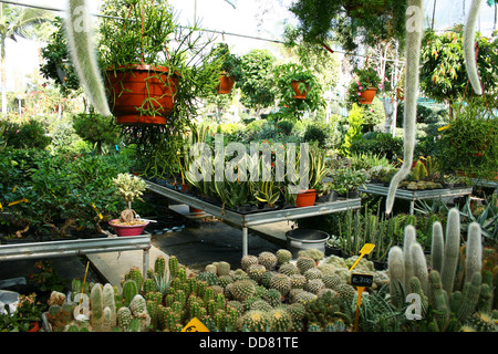 Plantation House avec cactus à Chypre. Banque D'Images