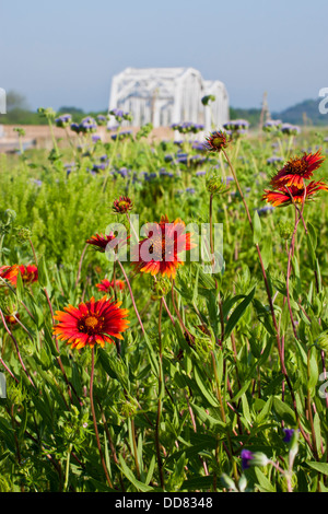 (Firewheel Gaillardia pulchella) par le Llano River, au Texas. Banque D'Images