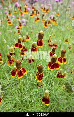 Redspike Mexican Hat (Ratibida columnaris) fleurs sauvages dans le Texas Hill Country. Banque D'Images