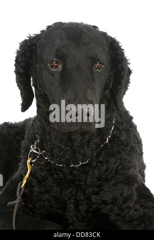 Curly Coated Retriever portrait regardant viewer sur fond blanc Banque D'Images