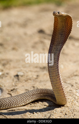 Cape cobra, Naja nivea, Afrique du Sud Banque D'Images