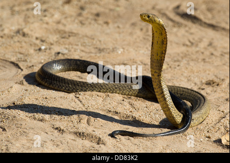 Cobra forestier, Naja melanoleuca, Afrique du Sud Banque D'Images