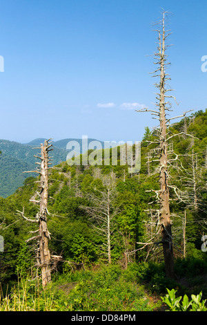 Effets des pluies acides sur les forêts de haute altitude, le Parc National Shenandoah, en Virginie Banque D'Images
