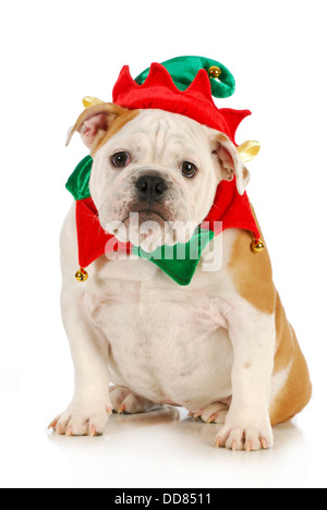 Lutin de Noël - chien bulldog anglais habillé en costume elf assis sur fond blanc Banque D'Images