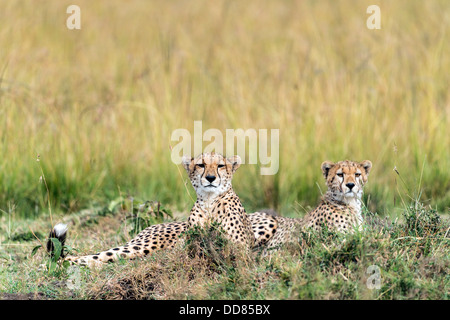 Cheetah cub Acinonyx jubatus détente sur l'herbe le Masai Mara Kenya Afrique Banque D'Images