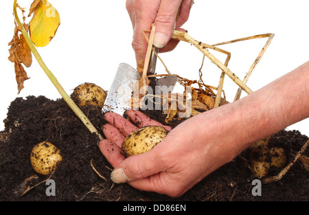 Closeup of hands creuser les pommes de terre Banque D'Images