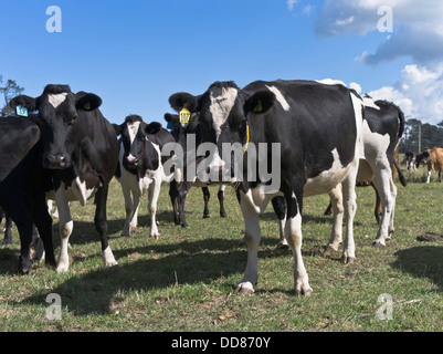 Dh TARANAKI NEW ZEALAND dairy cows vache visages close up Banque D'Images