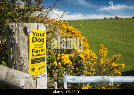 Royaume-uni, Pays de Galles, Aberystwyth, Ceredigion, garde chien NFU sur ferme Banque D'Images