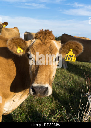 Dh Jersey COW NZ Dairy cow head close up Nouvelle Zélande Taranaki vaches Banque D'Images