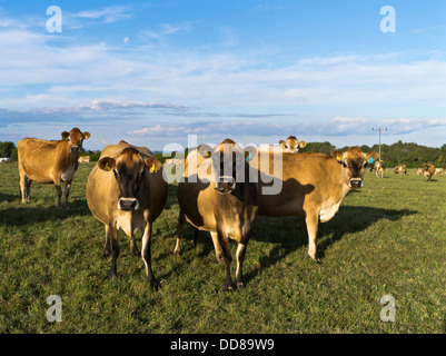 Dh Jersey NZ VACHE vaches du troupeau de bovins en Nouvelle-Zélande Taranaki Banque D'Images