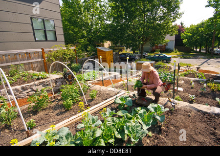 Woman with hat travaillant dans un jardin communautaire de Seattle (P-Patch). Banque D'Images