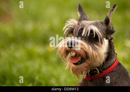 Portrait de chien schnauzer nain Banque D'Images