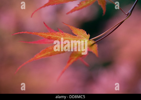 Acer rouge feuilles, Close up avec profondeur de champ Banque D'Images