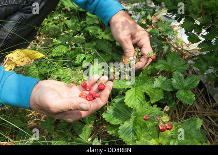 Récolte La cueillette de fraises sauvages, de santé naturelle de nourriture bio nourriture Nourriture, jardin jardinage, UK Banque D'Images