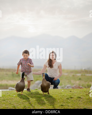 La mère et le fils de race blanche canards d'alimentation Banque D'Images