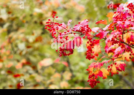 La beauté de l'automne. Vue rapprochée d'une flèche de direction en bois couleur rouge brillant Banque D'Images