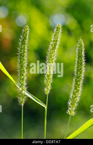 Sétaire verte de l'herbe. Alopecurus ssp. Banque D'Images