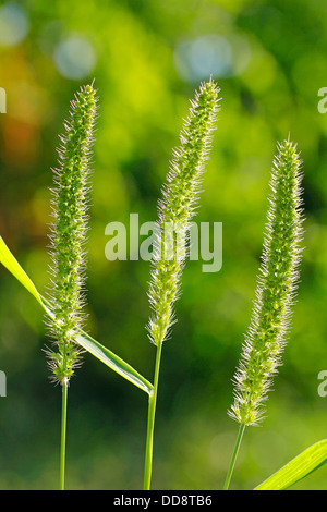 Sétaire verte de l'herbe. Alopecurus ssp. Banque D'Images