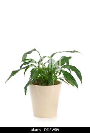 Plantes ornementales sur fond blanc Banque D'Images