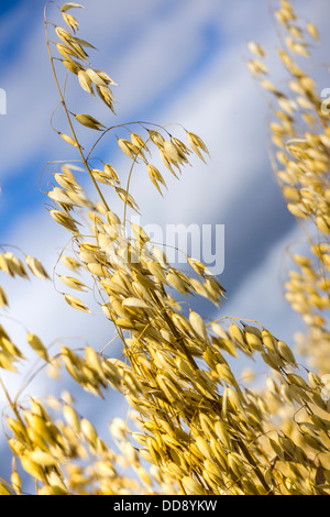 Tiges d'avoine mûrissent sur une brise d'été dans la campagne anglaise. Banque D'Images