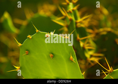 Cactus Banque D'Images