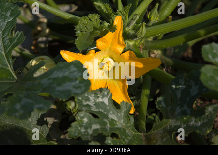 Fleur jaune courgettes COURGETTE Cucurbita pepo plante Banque D'Images