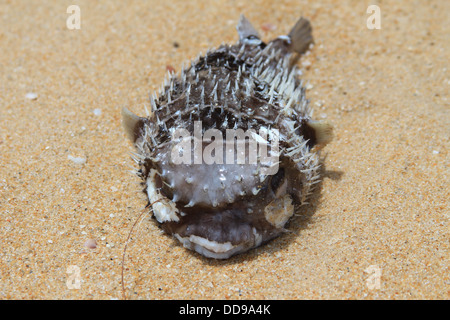 Un poisson-globe échoués sur Nai Yang Beach, l'île de Phuket en Thaïlande Banque D'Images