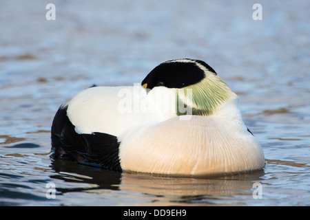 Drake, de l'Eider à duvet Somateria mollissima, snoozing Banque D'Images