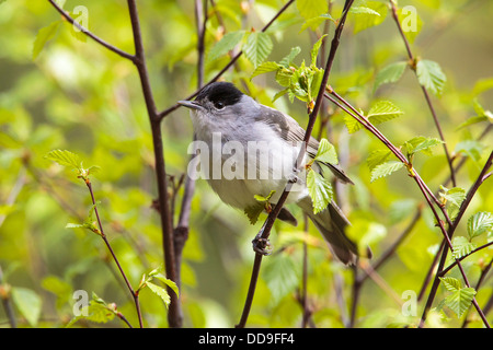 Sylvia atricapilla Blackcap mâle, Banque D'Images