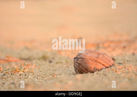 Coquille de noix dans le sable au coucher du soleil Banque D'Images