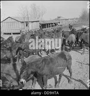 Centre de réinstallation Jerome, Denson, Arkansas. La tête de l'Arkansas quarante mulets ont été acquis par le . . . - - 539351 Banque D'Images