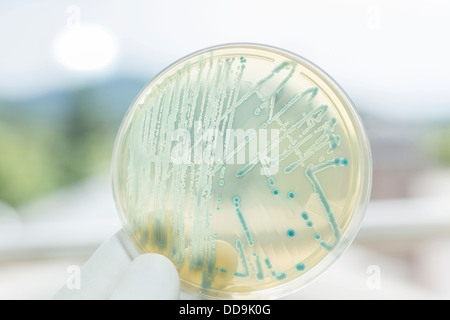 Allemagne, Fribourg, Human Hand holding petri dish avec les bactéries, Close up Banque D'Images