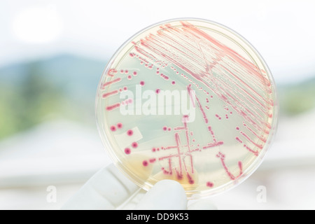 Allemagne, Fribourg, Human Hand holding petri dish avec les bactéries, Close up Banque D'Images