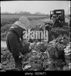 Centre de réinstallation Jerome, Dermott, Arkansas. Choux de chargement qui ont été récoltés au cours du . . . - - 539505 Banque D'Images