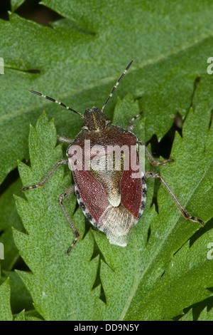 Prunelle, prunelle bug-bug, sloebug, beerenwanze, beeren-wanze, dolycoris baccarum Banque D'Images