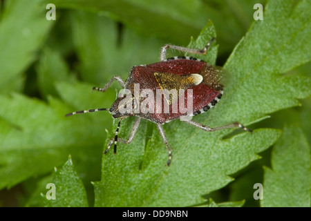 Prunelle, prunelle bug-bug, sloebug, beerenwanze, beeren-wanze, dolycoris baccarum Banque D'Images