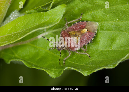 Prunelle, prunelle bug-bug, sloebug, beerenwanze, beeren-wanze, dolycoris baccarum Banque D'Images