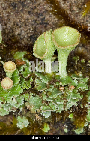 Cup lichen, lichen, coupe-becherflechte trompetenflechte, trompeten,-flechte strauchflechte, Cladonia pyxidata, Banque D'Images