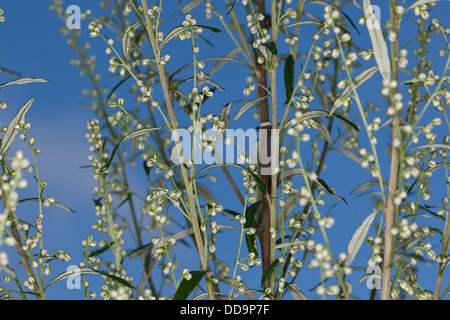 L'armoise, absinthe, Gewöhnlicher commun, Beifuß Beifuss, Artemisia vulgaris Banque D'Images