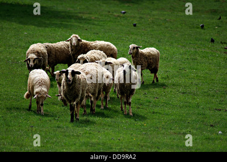 Un troupeau de moutons dans un pré herbeux vert sur une journée ensoleillée. Banque D'Images