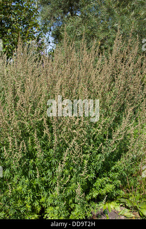 L'armoise, absinthe, Gewöhnlicher commun, Beifuß Beifuss, Artemisia vulgaris Banque D'Images