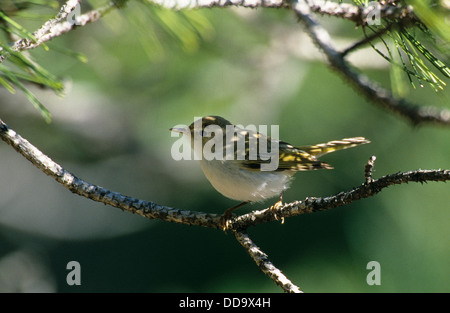 La Paruline de Bonelli, homme, Berg-Laubsänger Laubsänger Berglaubsänger,,, Männchen, Phylloscopus bonelli Banque D'Images