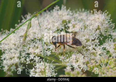 Fly drone sur fleurs sauvages Banque D'Images