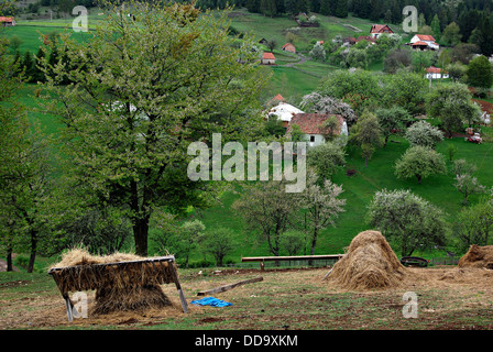 Village de montagne dispersés parmi la floraison des pommiers. Banque D'Images