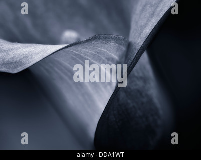 Close up of Calla Lily. Oregon Banque D'Images