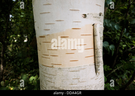 Un bouleau verruqueux tronc de l'arbre avec de l'écorce de déroulage Banque D'Images